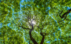 ‘A bet on Microsoft’: Carbon markets face structural demand risk Forestry