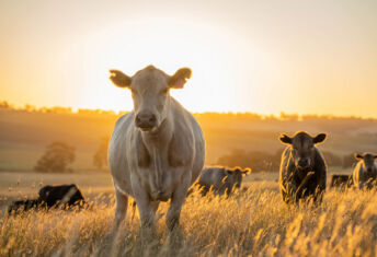 Cows