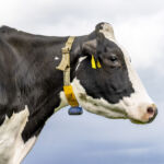 Profile of a cow's head, authentic black and white portrait, with livestock tags and a collar, a blue sky