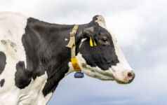 Profile of a cow's head, authentic black and white portrait, with livestock tags and a collar, a blue sky