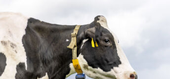 Profile of a cow's head, authentic black and white portrait, with livestock tags and a collar, a blue sky