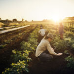 Shot of a group of farmers tending to their crop of herbs on a farm