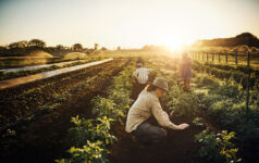 Shot of a group of farmers tending to their crop of herbs on a farm
