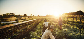 Shot of a group of farmers tending to their crop of herbs on a farm