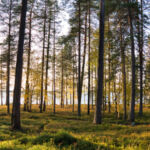 Forest in Finland with lake behind