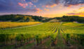 US farmland delivers -0.20% average total return in Q1 2026: NCREIF