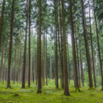 A picture of countless trees in a forest