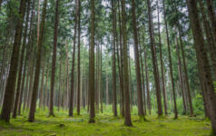 A picture of countless trees in a forest