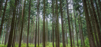 A picture of countless trees in a forest