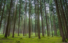 NZ Super adds $50m to Domain separate timber account Timberland