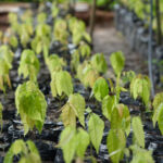 Aviva Investors backs Colombian afforestation project Tree seedlings