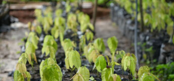 Tree seedlings