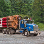 Canadian timber