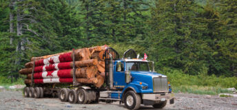 Canadian timber