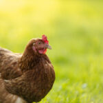 Kingswood Capital Management invests in Soulshine Farms Chicken in a farm