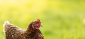 Chicken in a farm