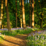 How common is a double-digit return in forestry? Forest