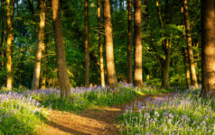 How common is a double-digit return in forestry? Forest