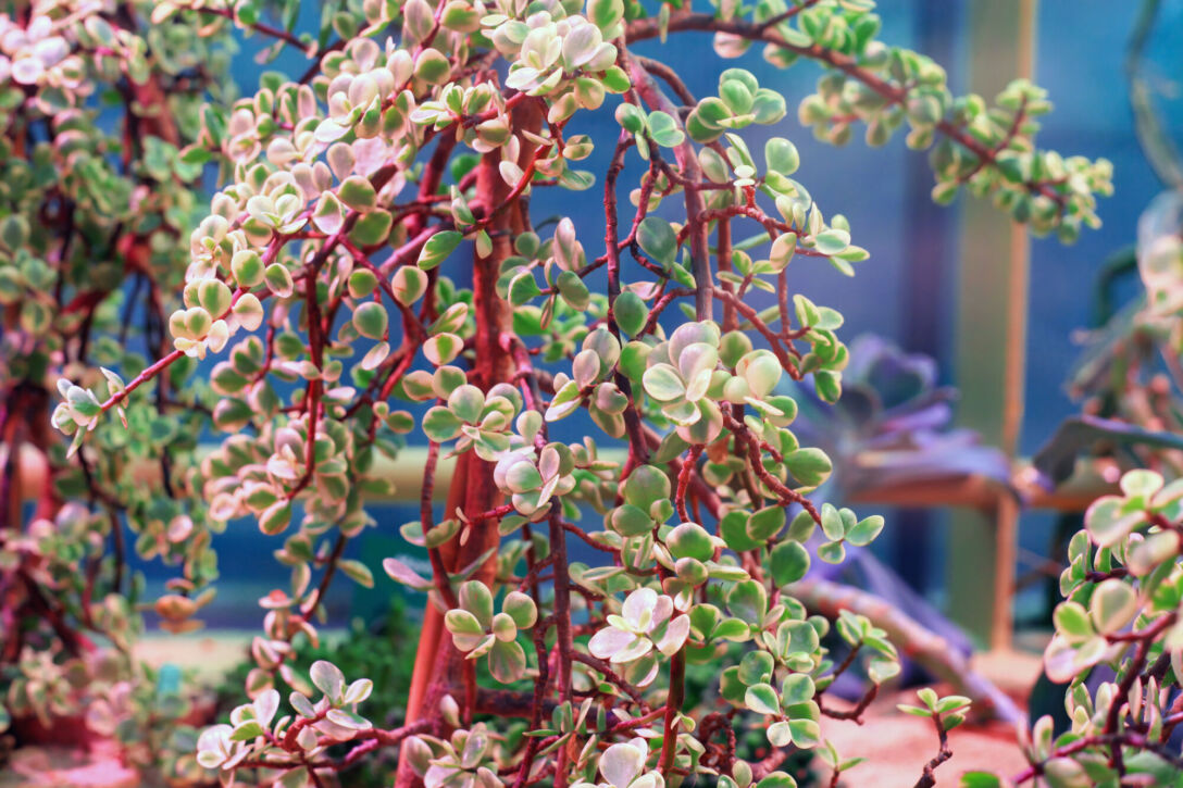 Spekboom plant