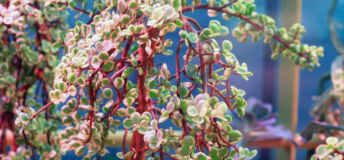 Spekboom plant
