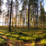 BTG TIG reaches $370m first close for LatAm timber vehicle