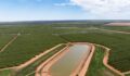 Aware Super puts $400m Australian almond portfolio up for sale
