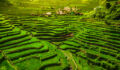 Philippines sovereign wealth fund wants to โcatalyzeโ its agriculture sector; BTG hits $1.24bn Reforestation Fund close A photo of a village amongst fields in The Philippines