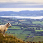 A sheep at the top of a ridge overlooking a valley in UK