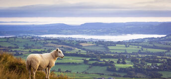 A sheep at the top of a ridge overlooking a valley in UK