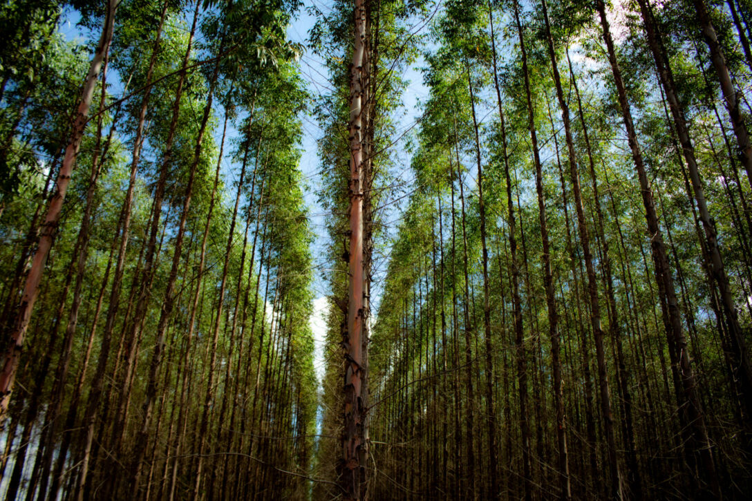 Image of a eucalyptus plantation.