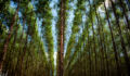 Natural capital grows in confidence as LPs remain engaged Image of a eucalyptus plantation.