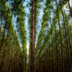 Image of a eucalyptus plantation.