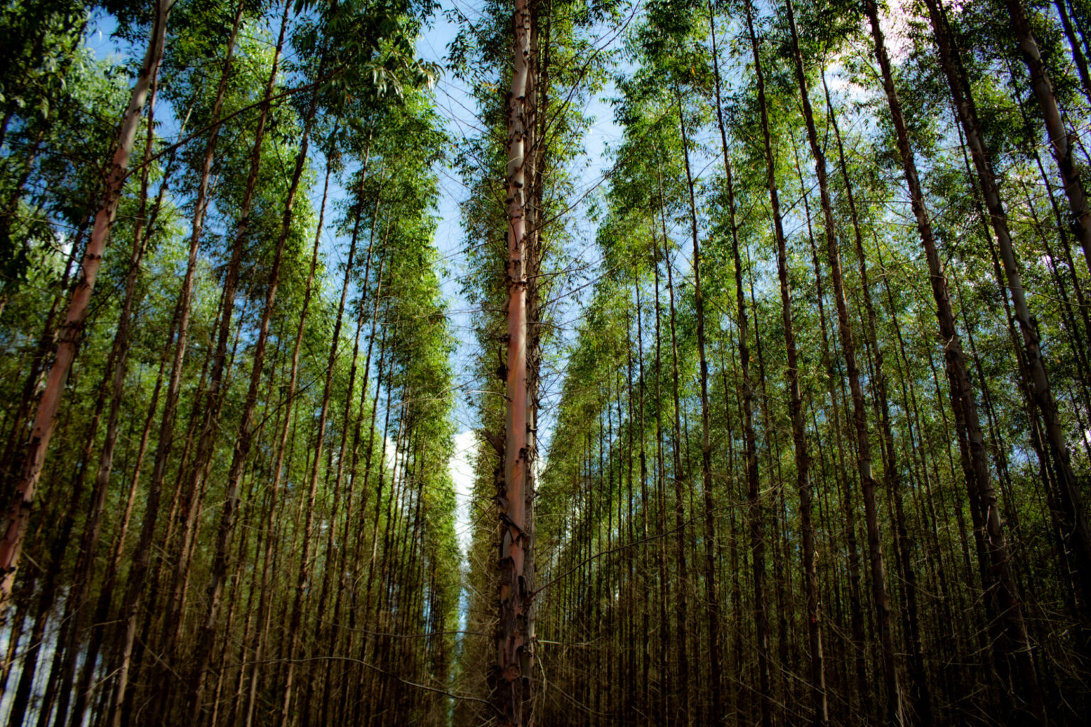 Natural capital grows in confidence as LPs remain engaged