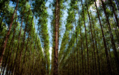Image of a eucalyptus plantation.