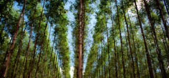 Image of a eucalyptus plantation.