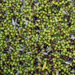 CBRE: Kempenโs Portugal olive deal shows Iberian land price stabilization Olives