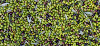 Olives