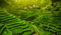 Philippinesโ sovereign wealth fund wants to ‘catalyze’ its agriculture sector The 2000-year-old World Heritage Ifugao rice terraces in Batad, northern Luzon, Philippines.