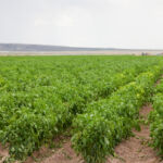 UBSโ open-end AgriVest Farmland Fund hits $1.4bn