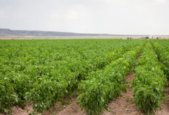 UBSโ open-end AgriVest Farmland Fund hits $1.4bn