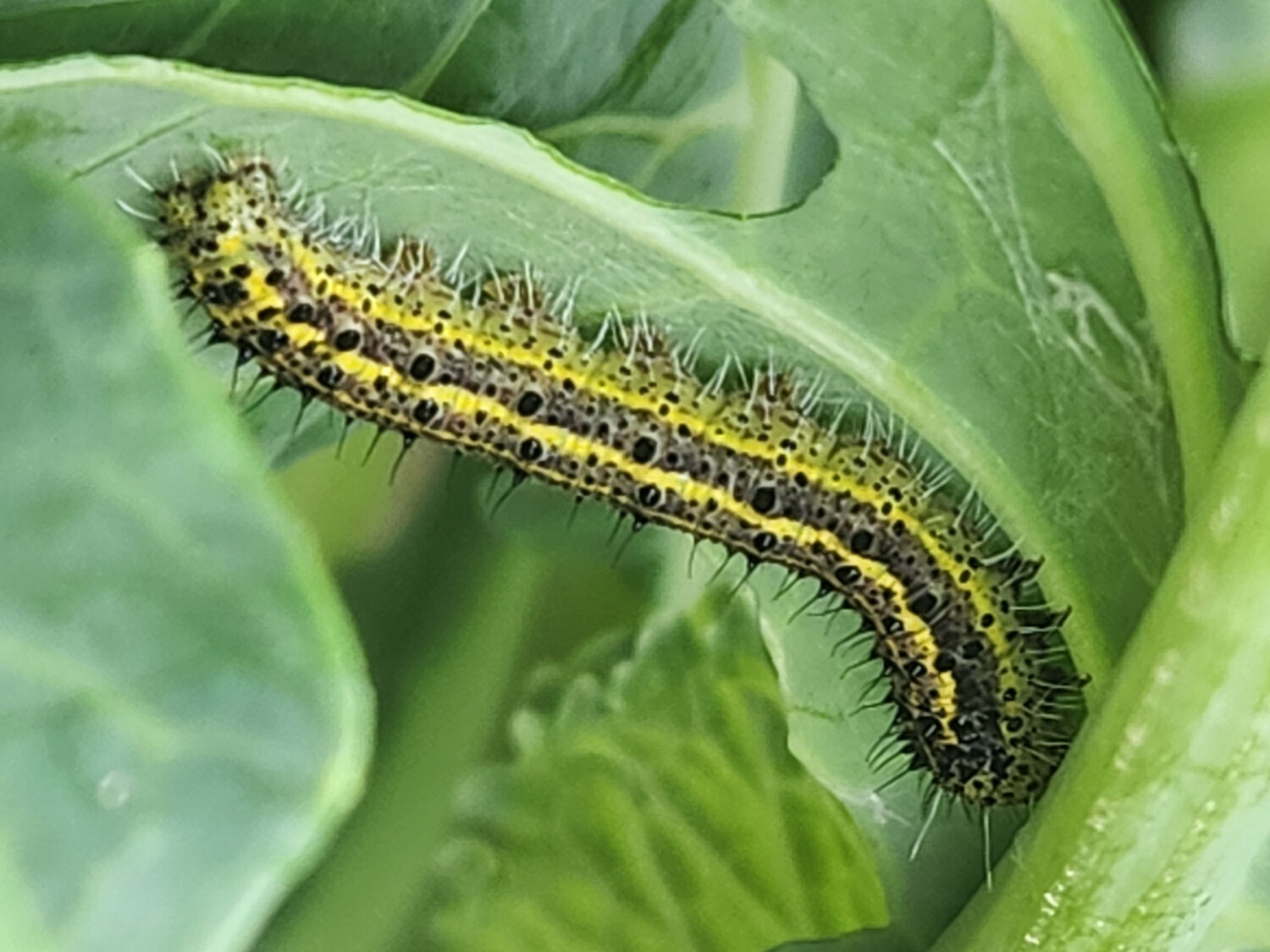 BASF’s acquisition of AgBiTech underscores private equity’s role in scaling agtech