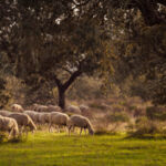 Flock of sheep in countryside
