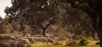 Flock of sheep in countryside