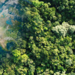 mock-up of forest and earth view from above