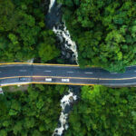 Road and forest