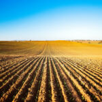 Long lines of a newly planted barley crop in winter