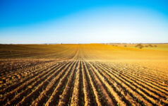 Long lines of a newly planted barley crop in winter