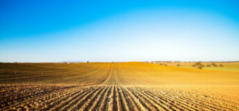 Long lines of a newly planted barley crop in winter
