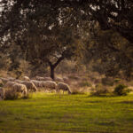 Sheep grazing