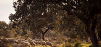 Sheep grazing